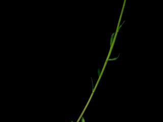 Img.VTax1461.ExN.Img8