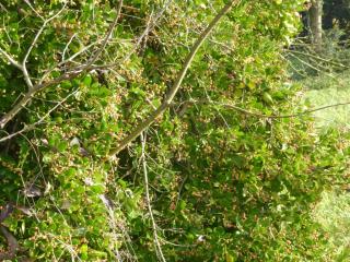 Img.VTax1477.ExN.Img6