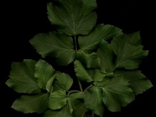 Img.VTax1524.ExN.Img29