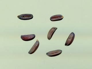 Img.VTax1573.ExN.Img11