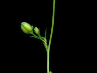 Img.VTax1573.ExN.Img17