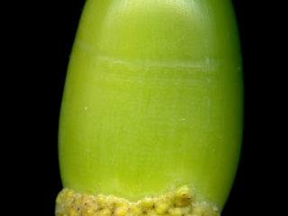 Img.VTax1655.ExN.Img7