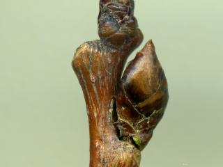 Img.VTax1669.ExN.Img7