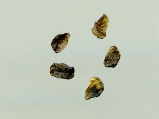 Img.VTax168.ExN.Img7