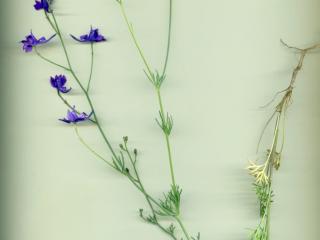 Img.VTax172.ExN.Img3