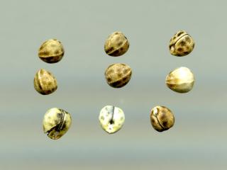 Img.VTax1747.ExN.Img11