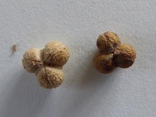 Img.VTax1747.ExN.Img4