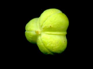 Img.VTax1747.ExN.Img8