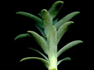 Img.VTax1747.ExN.Img9