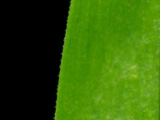 Img.VTax1908.ExN.Img15