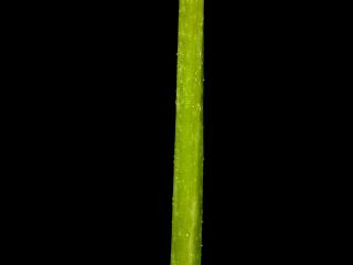 Img.VTax1908.ExN.Img19