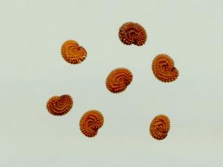 Img.VTax1908.ExN.Img7