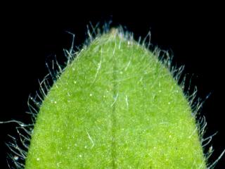 Img.VTax1925.ExN.Img3