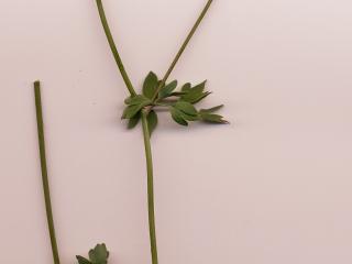 Img.VTax197.ExN.Img8