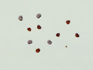 Img.VTax1988.ExN.Img12