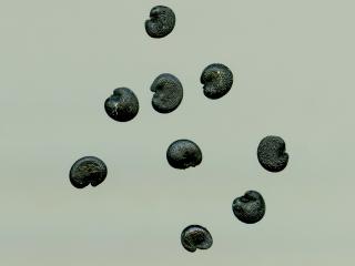 Img.VTax2035.ExN.Img19