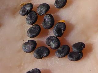 Img.VTax2035.ExN.Img7