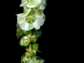 Img.VTax2104.ExN.Img8
