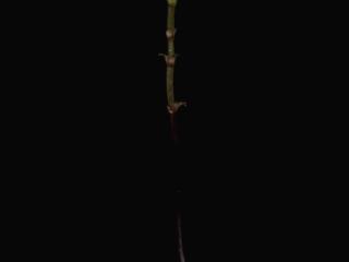 Img.VTax2192.ExN.Img8