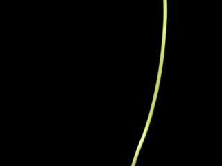 Img.VTax221.ExN.Img6