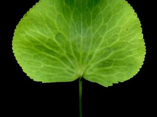 Img.VTax221.ExN.Img8