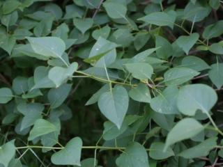 Img.VTax2233.ExN.Img11