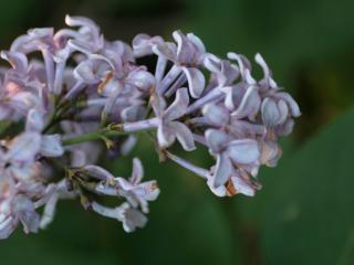 Img.VTax2233.ExN.Img12