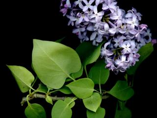 Img.VTax2233.ExN.Img17