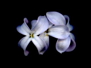 Img.VTax2233.ExN.Img18