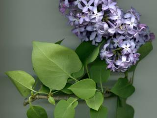 Img.VTax2233.ExN.Img20