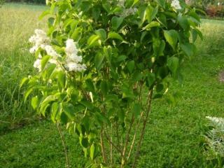 Img.VTax2233.ExN.Img3