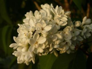 Img.VTax2233.ExN.Img8