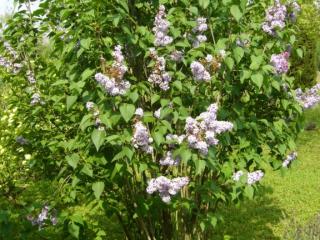 Img.VTax2233.ExN.Img9