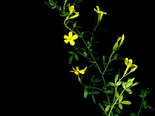 Img.VTax2235.ExN.Img16