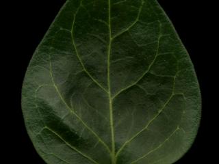 Img.VTax2288.ExN.Img10