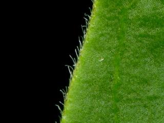 Img.VTax2288.ExN.Img17
