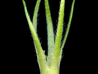 Img.VTax2288.ExN.Img2