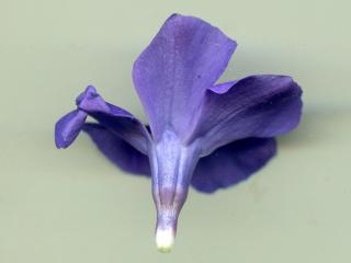 Img.VTax2288.ExN.Img6
