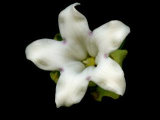 Img.VTax2292.ExN.Img11