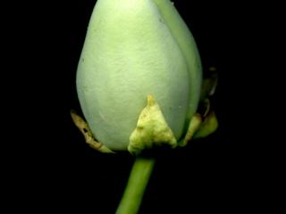 Img.VTax2292.ExN.Img13