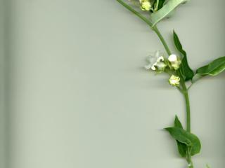 Img.VTax2292.ExN.Img8
