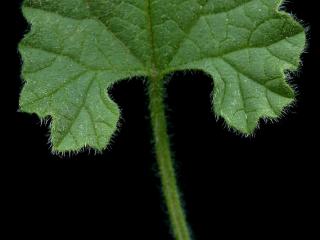 Img.VTax2303.ExN.Img7