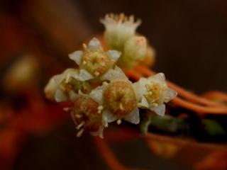 Img.VTax2311.ExN.Img4