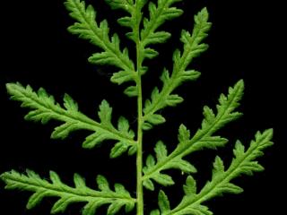 Img.VTax2318.ExN.Img3