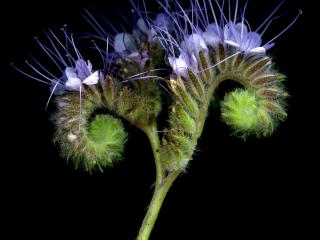 Img.VTax2318.ExN.Img6