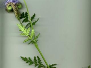 Img.VTax2318.ExN.Img7