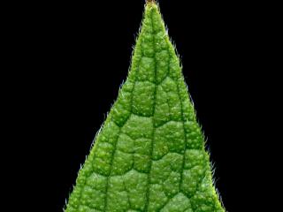 Img.VTax2350.ExN.Img9