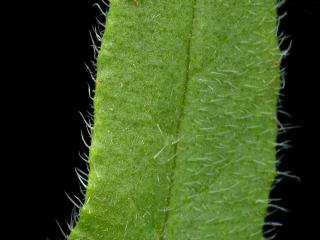 Img.VTax2353.ExN.Img3