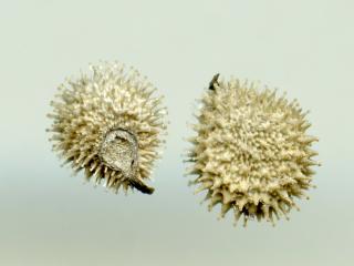 Img.VTax2376.ExN.Img18