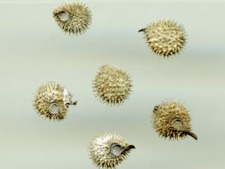 Img.VTax2376.ExN.Img20